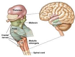 Parts of Brain Control Breathing