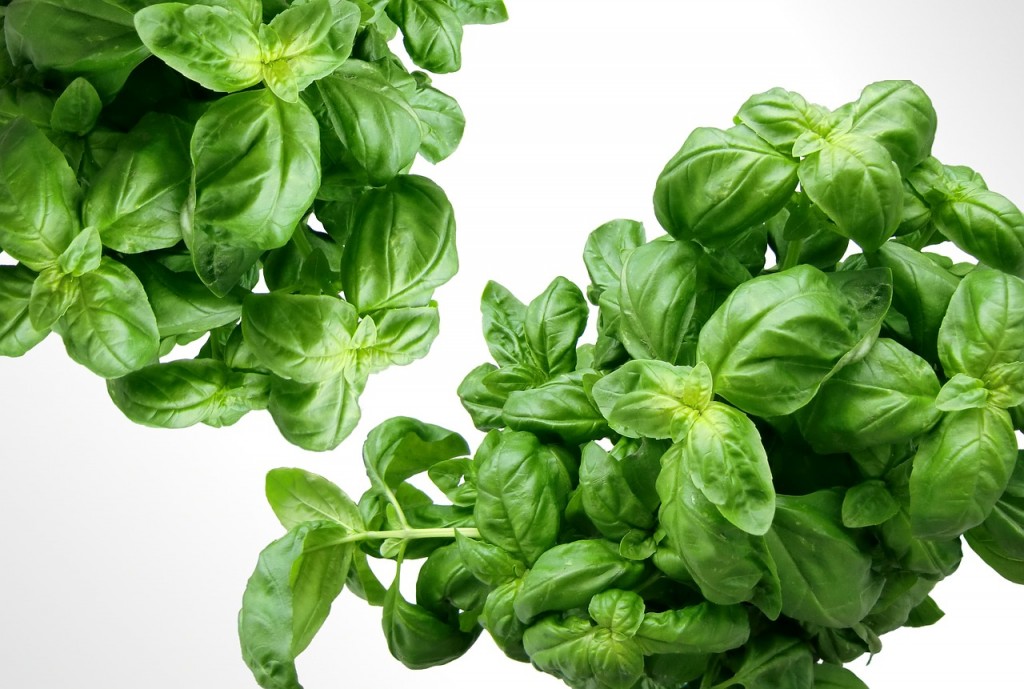 basil -Ayurvedic Medicine For Kidney Stones