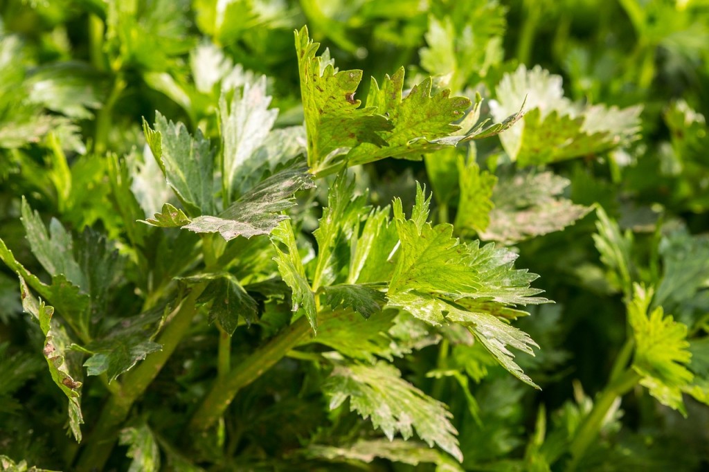 celery-Home Remedy For Kidney Stones