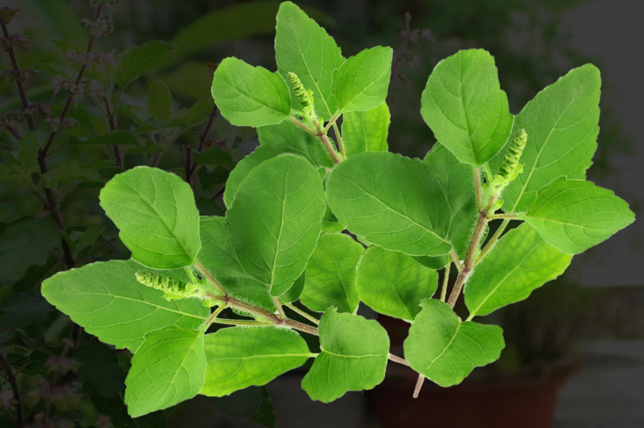 tulsi--ayurvedic home remedy for acidity