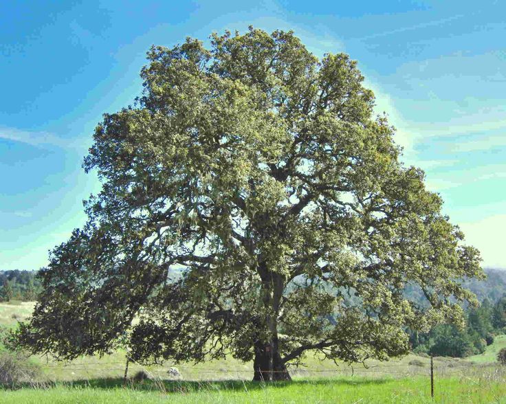 Celtic Tree of Life - oak tree