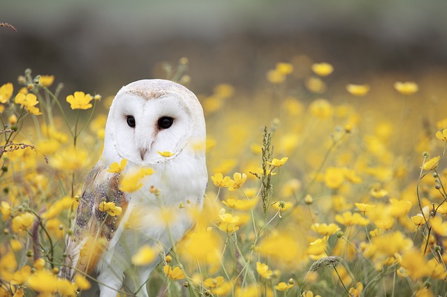 White Owl Dream Meaning