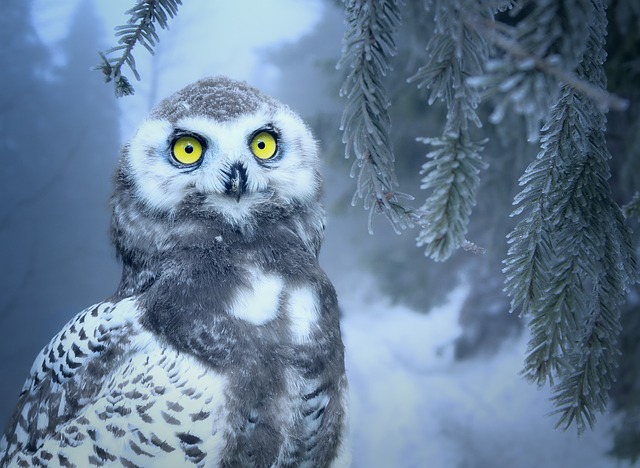 snow Owl In Dream